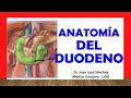 🥇 Anatomía del DUODENO. Fácil, Rápida y Sencilla