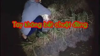 Ban đêm bắt chuột bằng tay không.