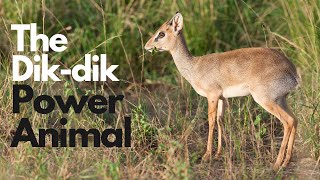 The DikDik Power Animal