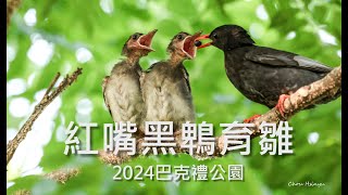 2024巴克禮公園紅嘴黑鵯育雛記/2024巴克禮公園