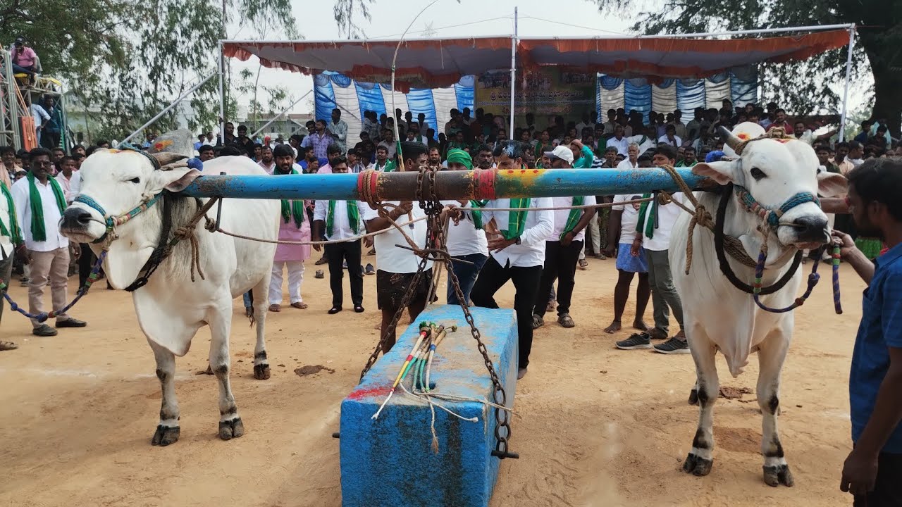 🏆🏅🥇మార్థల చంద్ర ఓబుల్ రెడ్డిగారు 🥇వ బహుమతి సాధించారు చౌటపల్లె కడప(✨కారంజయ&&మచ్చలపులి✨)..2413.04*🥀🥀🥀🥀