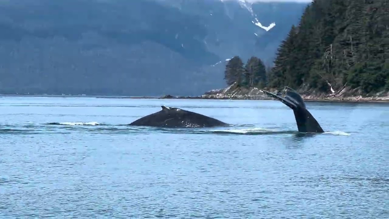 Humpback Whales Juneau Alaska - Whale Watching Cruise Excursion