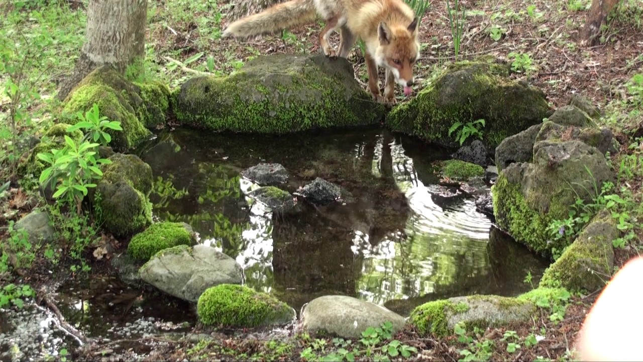 富士山麓 山中湖の野生動物 おどおどして可愛いキツネ Nervous And Cute Fox Youtube