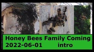 2022 Honey Bees Family Coming intro