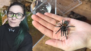 THIS is what my 6 YEAR OLD Brazilian BLUE Tarantula looks like! Rehousing Chilean Flame & L sazimai by tarantula kat 17,292 views 1 month ago 10 minutes, 16 seconds