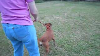 Daniel , Black Mouth Cur Or Mix Needs Home 11-12-10.Wmv