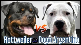 Rottweiler oder Dogo Argentino?