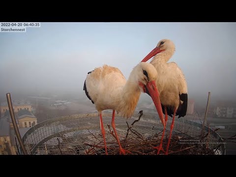 Freilassing Stork Webcam live cam preview