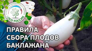 Выращивание баклажанов. Собираем урожай (белые и синие баклажаны).(Наши баклажаны дают урожай. Правила сбора урожая баклажанов - в нашей видео-инструкции. Мы собираем белые..., 2016-07-14T11:09:15.000Z)