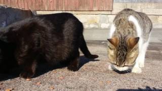 【猫の島】香川県の猫島佐柳島、野良猫探索、通りを歩いてたら色んな猫がよってきます