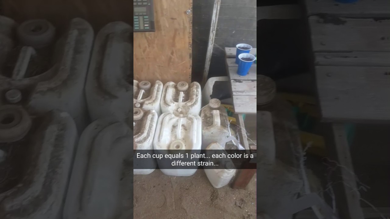 The Smoke Session(the grow room)