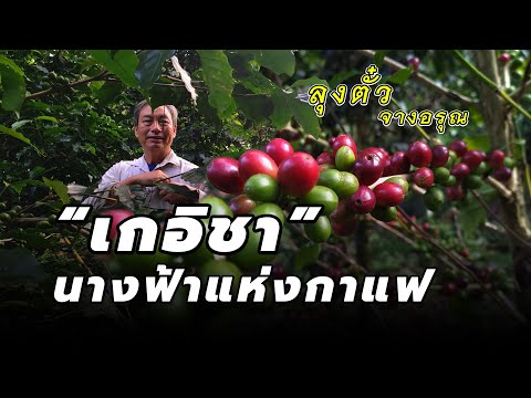 ลุยสวน “เกอิชา” นางฟ้าแห่งกาแฟ สวนลับของลุงตั๋ว จางอรุณ เจ้าของ Honey Process Rank 9 (2022)