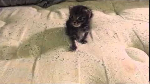 KittenCam
