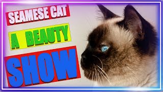 SIAMESE CAT A BEAUTY SHOW