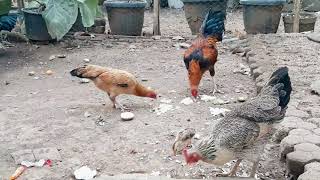 Suara Ayam Kampung Saat Diberi Makan