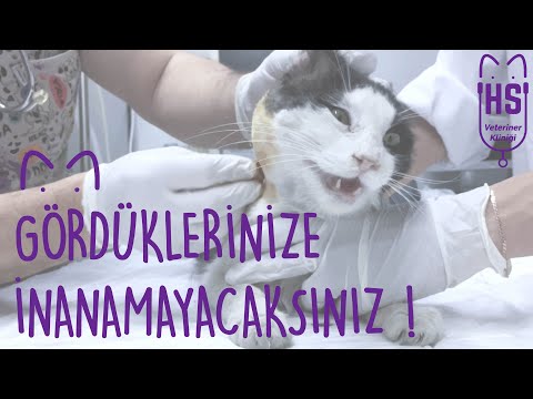 Video: Kedilerde Şişmiş Pençeler