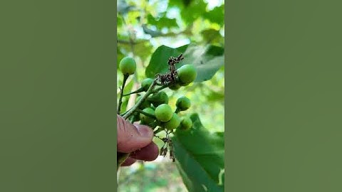 Cây cà dại, món ăn "đặc sản" của người dân Bru Vân Kiều #shorts