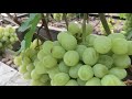 Урожай винограда в 2020 г. в Свердловской обасти