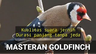 MASTERAN GOLDFINCH, KUALITAS SUARA JERNIH (Durasi Panjang Tanpa Jeda)