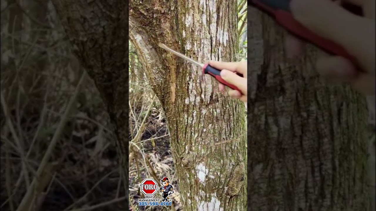 Solution for Trees infested by Subterranean Termites 