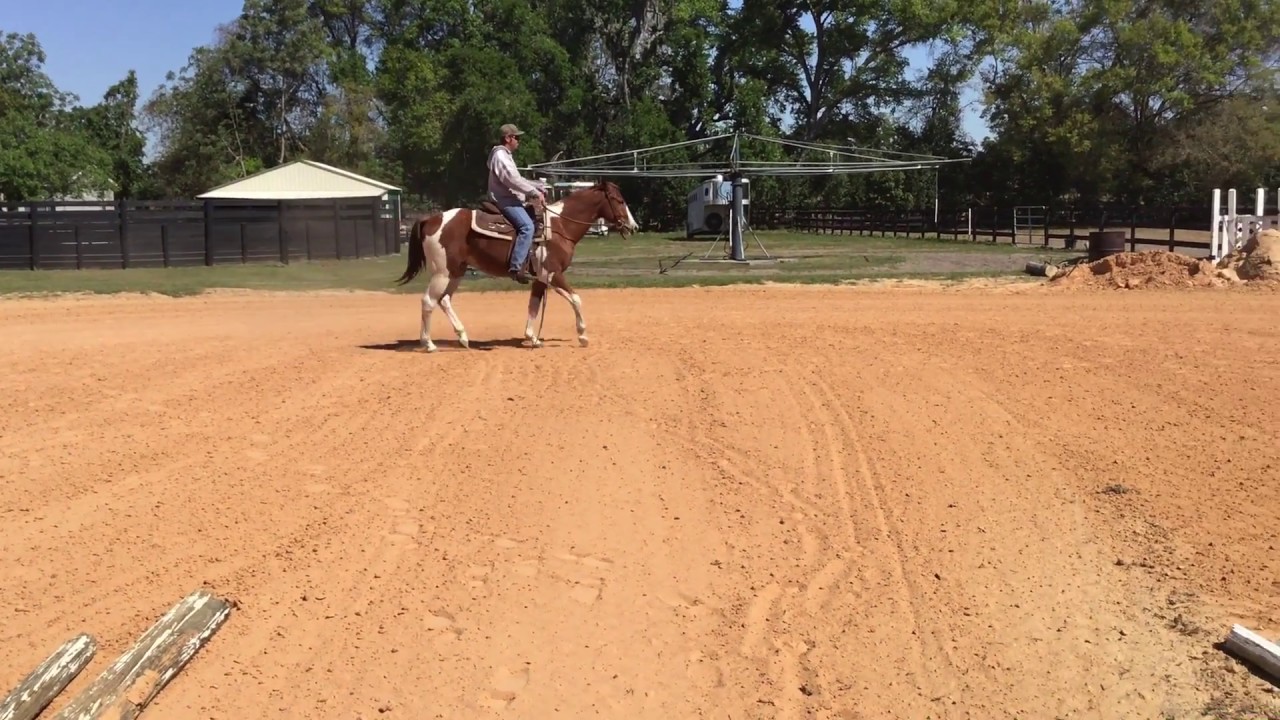 For Sale: 2016 Gelding by Invite The Artist