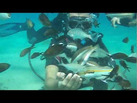 Scuba diving -