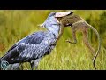 Shoebill stork  the jurassic master hunter of the wetlands shoebill vs lungfish