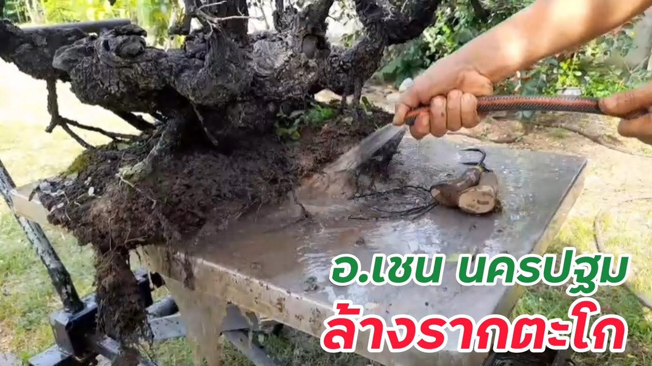 สุดจัด ล้างรากตะโกโดย อ.เชน นครปฐม แห่งสวน FUSHIME