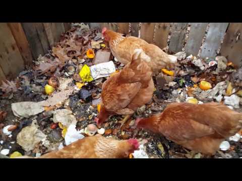 Composting kitchen scraps/chicken surprise!