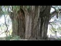 盤點十個最古老，最高，最粗，最獨特，最大的樹