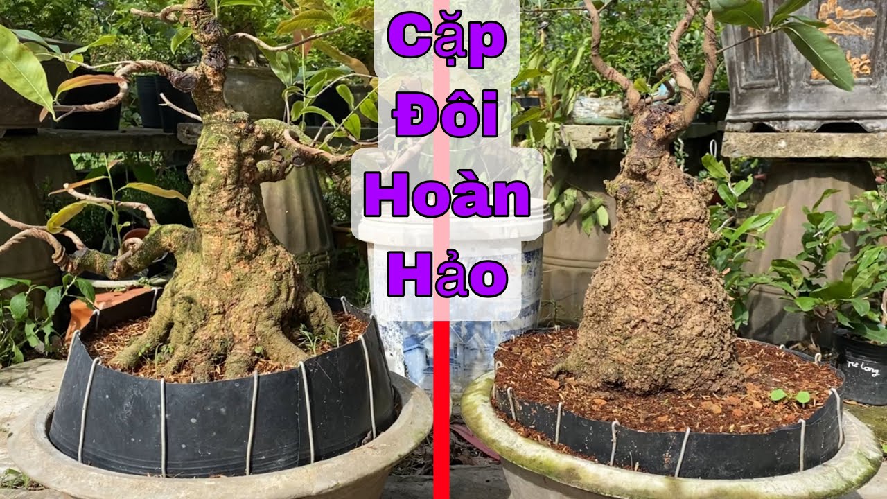 Kết Quả Ghép Rễ Cây Mai Vàng Và Kiến Thức Chăm Sóc Phôi Mai Vàng