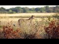 Cheetah Behavior and Adaptations