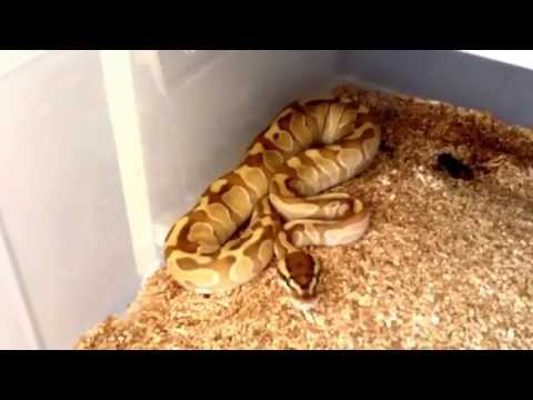 Ball Python Collection update (part 1) 2015