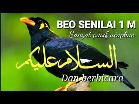 Video: Burung Beo Berbicara Kiryusha Membaca Puisi: Video