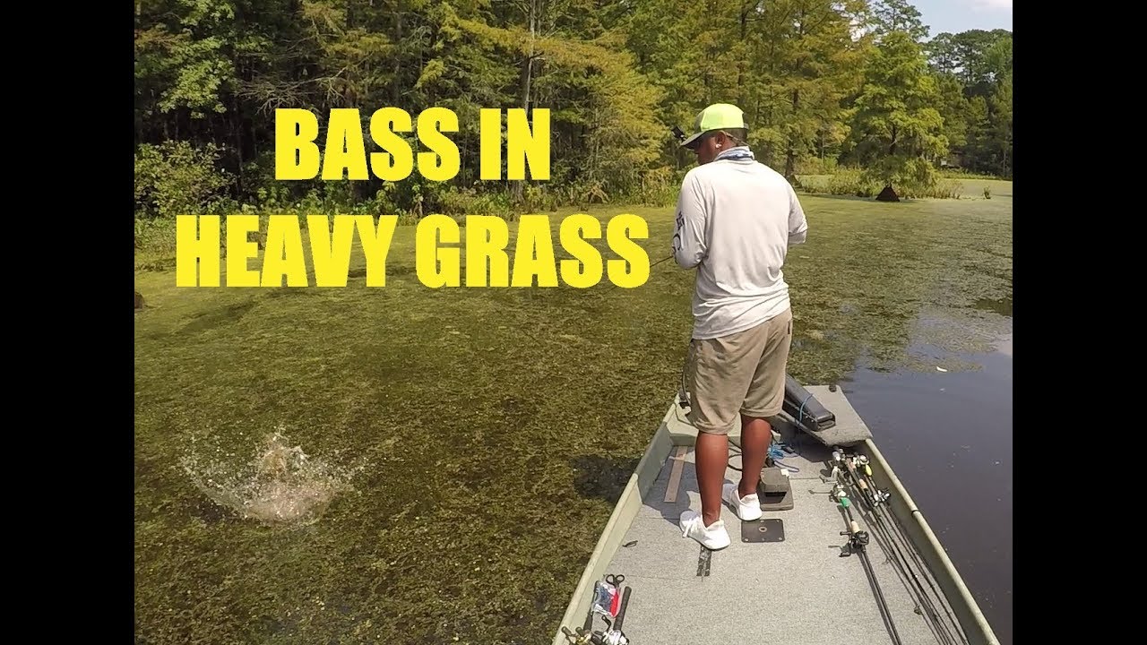 Fishing HEAVY Hydrilla for Bass YouTube