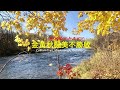 加拿大金黃秋楓美不勝收 A Golden Autumn [Céline Dion - Immortality ft. Bee Gees]