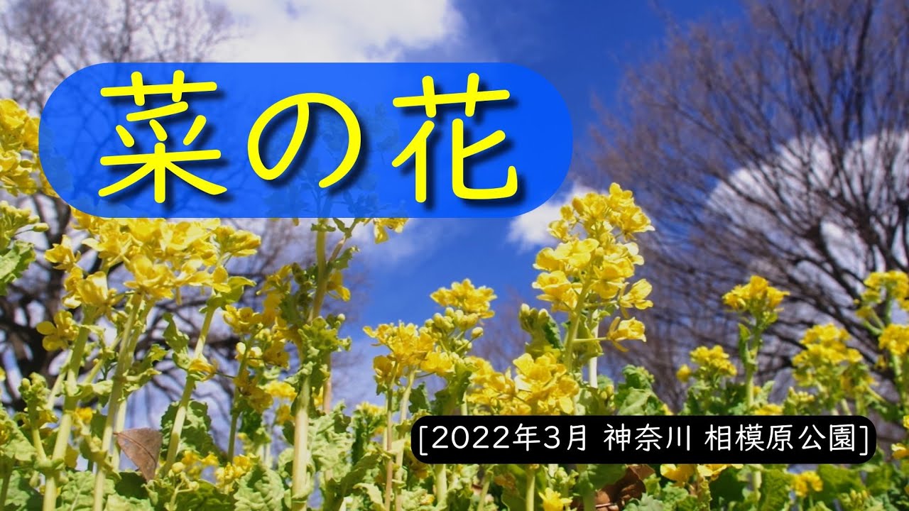 菜の花 青空のもとの黄色 22年3月 神奈川 相模原公園 Youtube