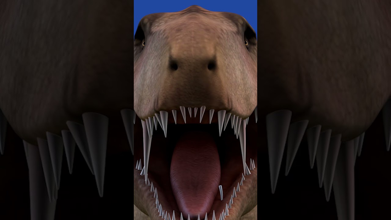 Duri di dalam mulut besar Keluarkan dengan ekskavator 