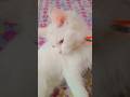 #funnycat#pets #like #subscribe