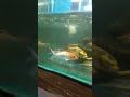 Fish #fishaquarium #shorts