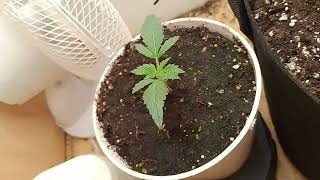 Gorilla Cookies Update 2 & Sour Jealousy Auto Popped by TheScottishGrower