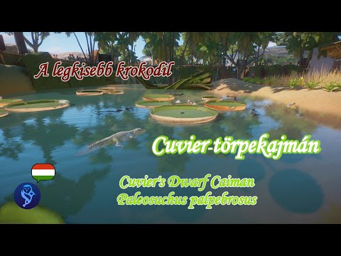 Cuvier-törpekajmán: a világ legkisebb krokodilféléje
