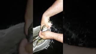 صيد الأسماك في الليل عن طريق الشباك في محافظه الديوانية صيد روعه