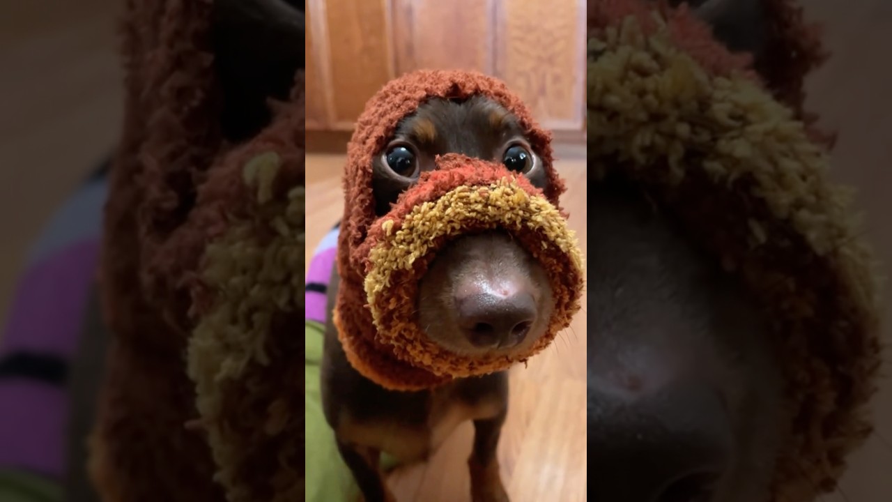 #youtube #youtubeshorts #ytshorts #dog