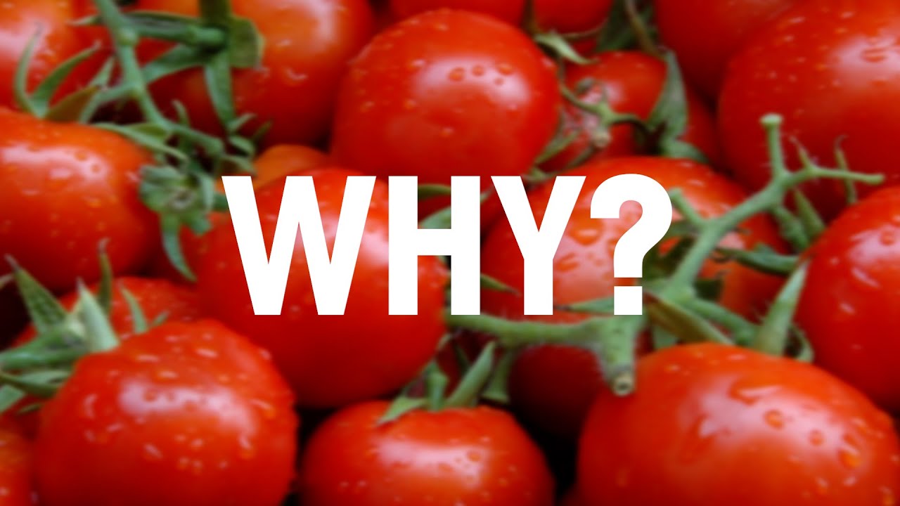 Why Tomatoes Are Red