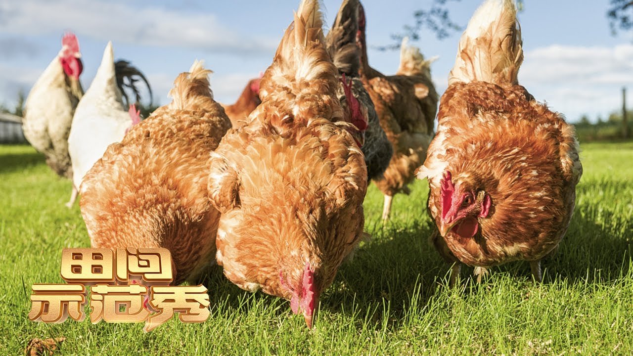 提高土鸡产蛋率，养殖专家有绝招，学会这些养殖方法效益一定不会低！丨「田间示范秀」20220520