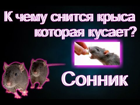 Сонник: Крыса которая укусила во сне. Толкование снов