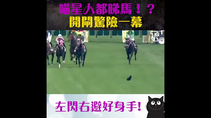 【大倌聚焦】賽馬日喵星人小插曲🐱 - 天天要聞
