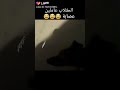 الكلاب عاملين عصابة