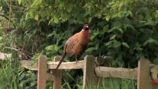Suara kokok ayam ringneck pheasant di alam liar